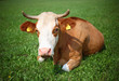 Cow on a pasture