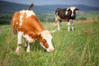 Cows