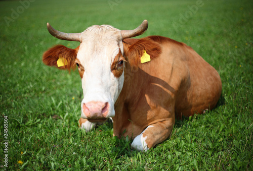 Photo: Cow on a pasture Cow on a pasture