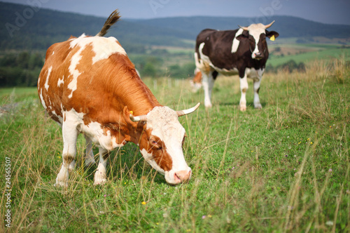 Photo: Cows Cows
