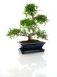 mini ficus sous forme bonzaï mini ficus sous forme bonzaï