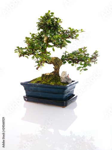 Photo: Arbre miniature bonsaï en pot bleuté Arbre miniature bonsaï en pot bleuté