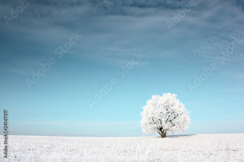 Foto: Tree Tree