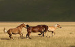 Cavalli al galoppo a Castelluccio di Norcia
