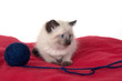 Cute kitten on red blanket