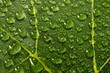 Tautropfen © Matthias Buehner