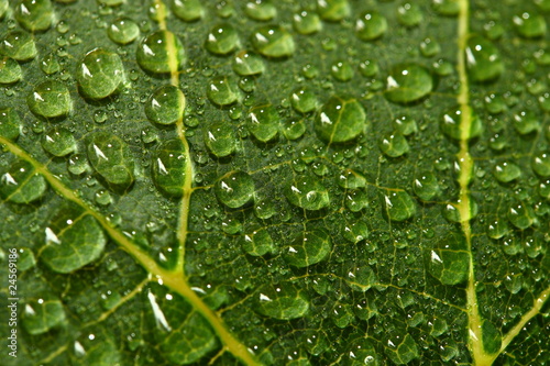 Foto: Tautropfen © Matthias Buehner Tautropfen © Matthias Buehner