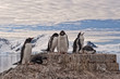 Das Leben der Eselpinguine