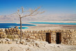 Withered tree in fortress Masada