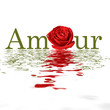Amour - Rose - Flood