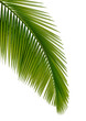 Green palm tree