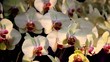White Orchids White Orchids