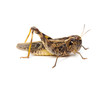 Grasshopper