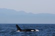 Killer Whale