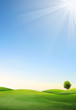one tree on green field