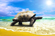 Big Turtle on the tropical oceans beach Big Turtle on the tropical oceans beach