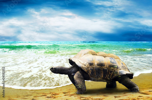 Photo: Big Turtle on the tropical oceans beach Big Turtle on the tropical oceans beach