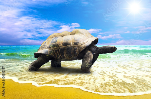 Photo: Big Turtle on the tropical oceans beach Big Turtle on the tropical oceans beach