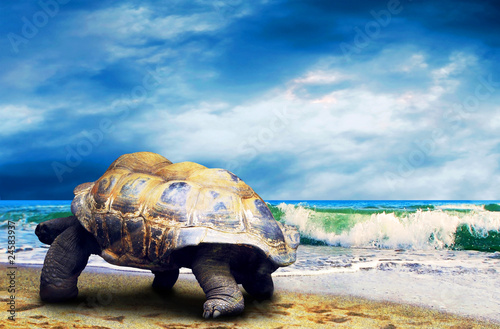 Photo: Big Turtle on the tropical oceans beach Big Turtle on the tropical oceans beach