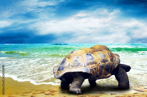 Photo: Big Turtle on the tropical oceans beach Big Turtle on the tropical oceans beach