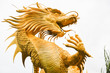 Golden dargon