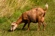 Billy goat