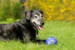 Alter Hund mit Ball