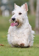 fière allure du jeune scottie froment fière allure du jeune scottie froment
