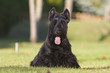 beautiful scottish terrier in front beautiful scottish terrier in front
