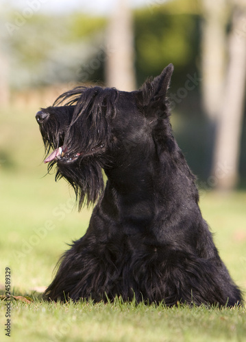 Terrier Ecossais