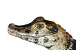 crocodile