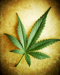 Cannabis levél a grunge háttér, sekély DOF.