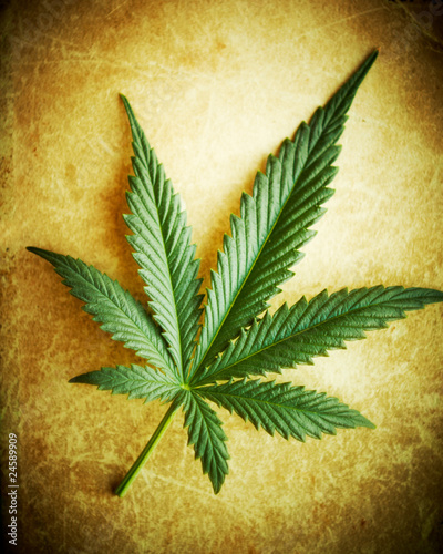 Weed+leaf+text+symbol
