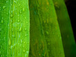 green bamboo leaf green bamboo leaf