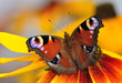 Peacock butterfly on the Rudbeckia bloom
