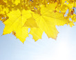 Yellow leaves