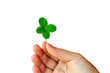 Hand with clover Hand with clover