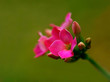 Kalanchoe