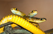 Tree yellow  snakes from India
