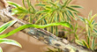 Green leaf snake from India