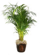 Aréca dans pot déco Aréca dans pot déco