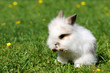 Junges Kaninchen