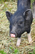 Minihängebauchschwein
