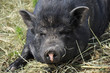 Minihängebauchschwein