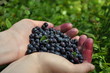 Blaubeeren pflücken