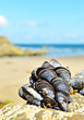 eatable mussels on a rock on coast eatable mussels on a rock on coast