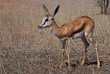 junger Springbock