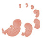 germ in a womb of mother germ in a womb of mother