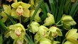 Yellow Orchids at an exhibition #8 Yellow Orchids at an exhibition #8