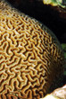 corail cerveau